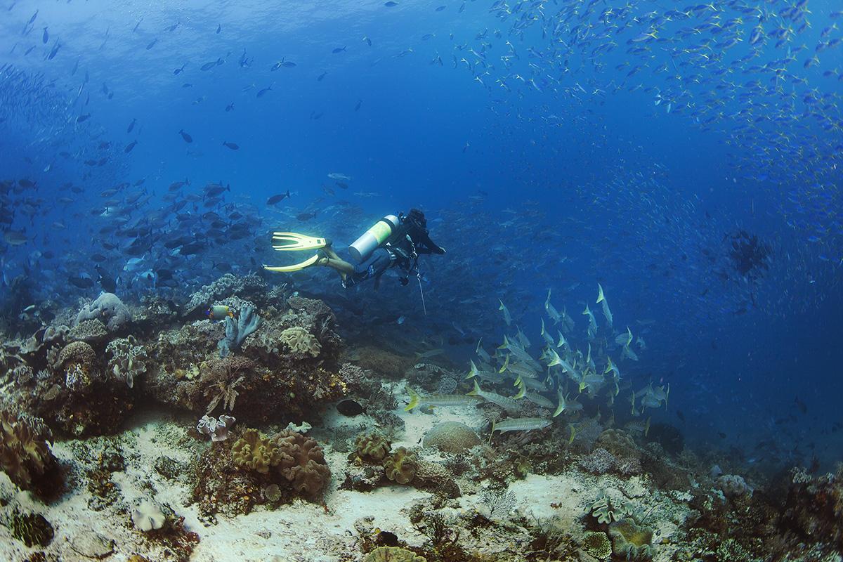 Islands of The 4 Kings 7 Diver Current
