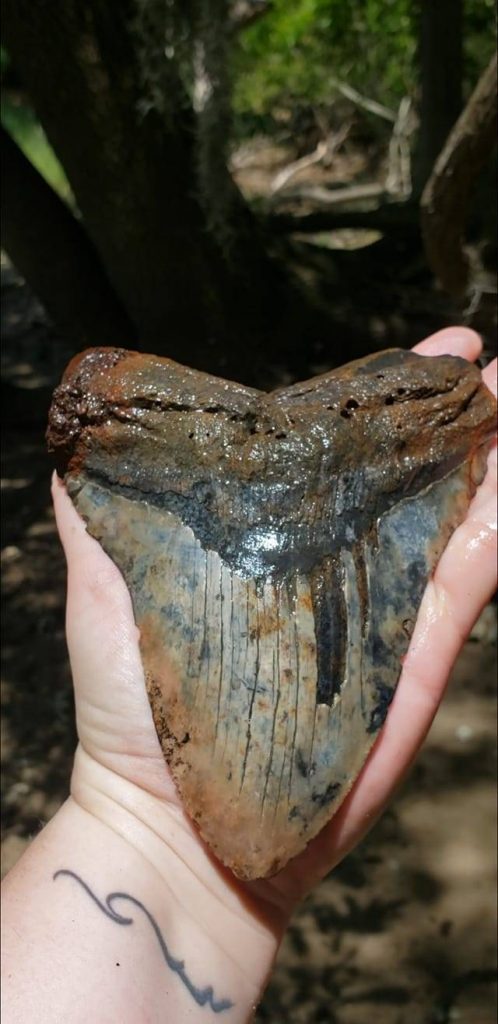 South Carolina couple find fossilised megalodon tooth while out walking 1 Fossilised Megalodon tooth