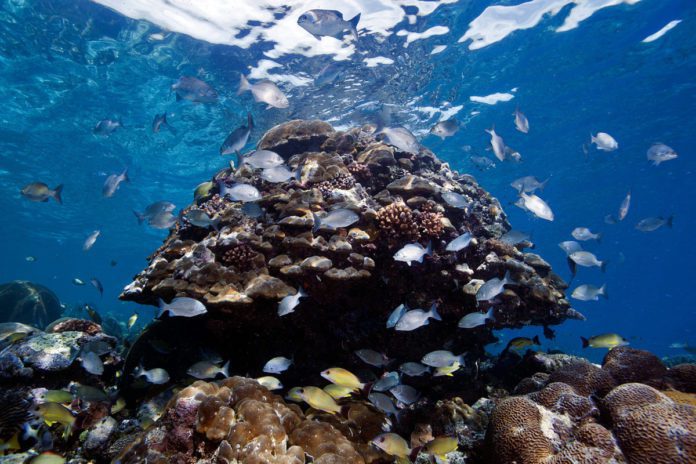 Impressive reefs of the Solomon Islands