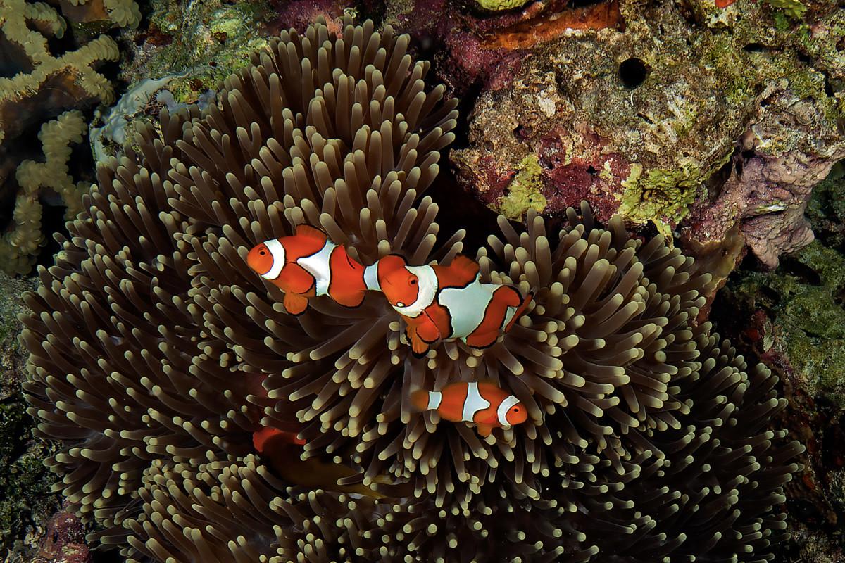 Impressive reefs of the Solomon Islands