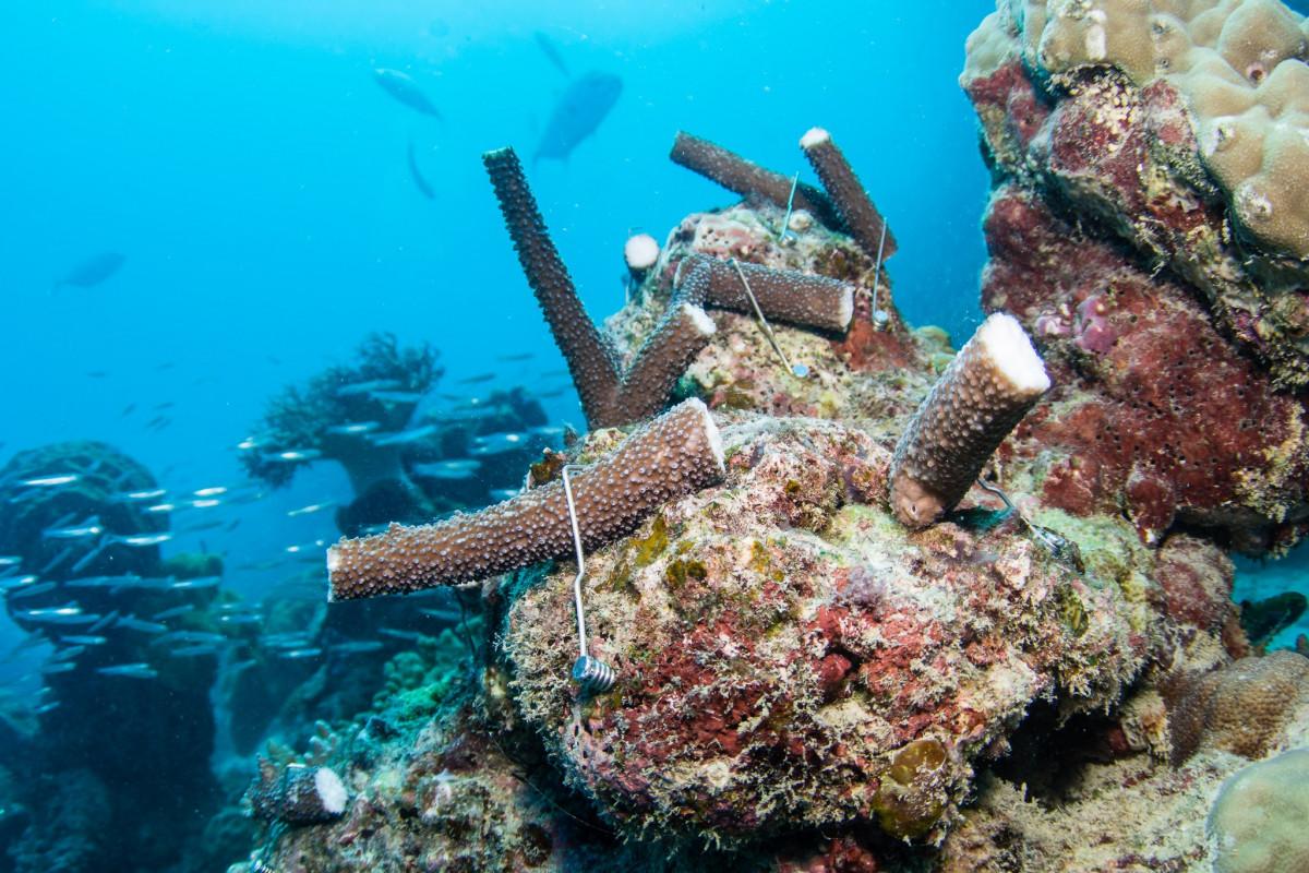 Coral Nurture Program