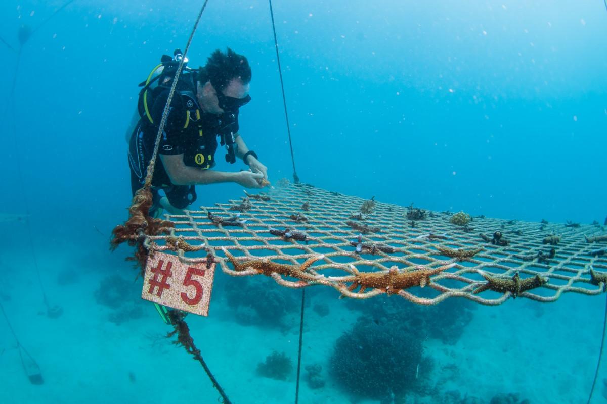 Coral Nurture Program