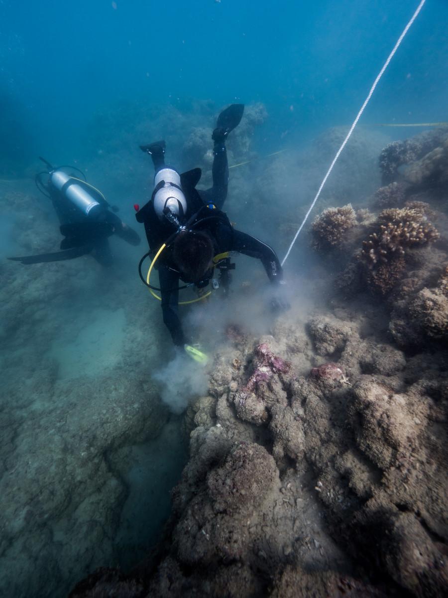 Tourism operators help plant 1000 corals