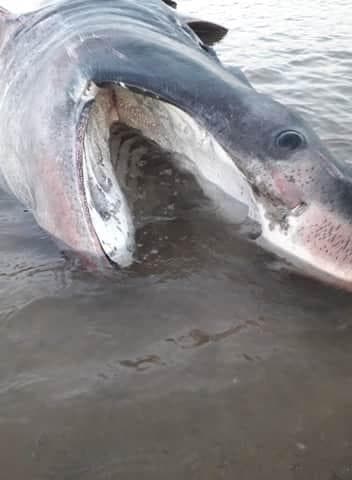 Basking shark stranded alive on Filey Beach in Yorkshire