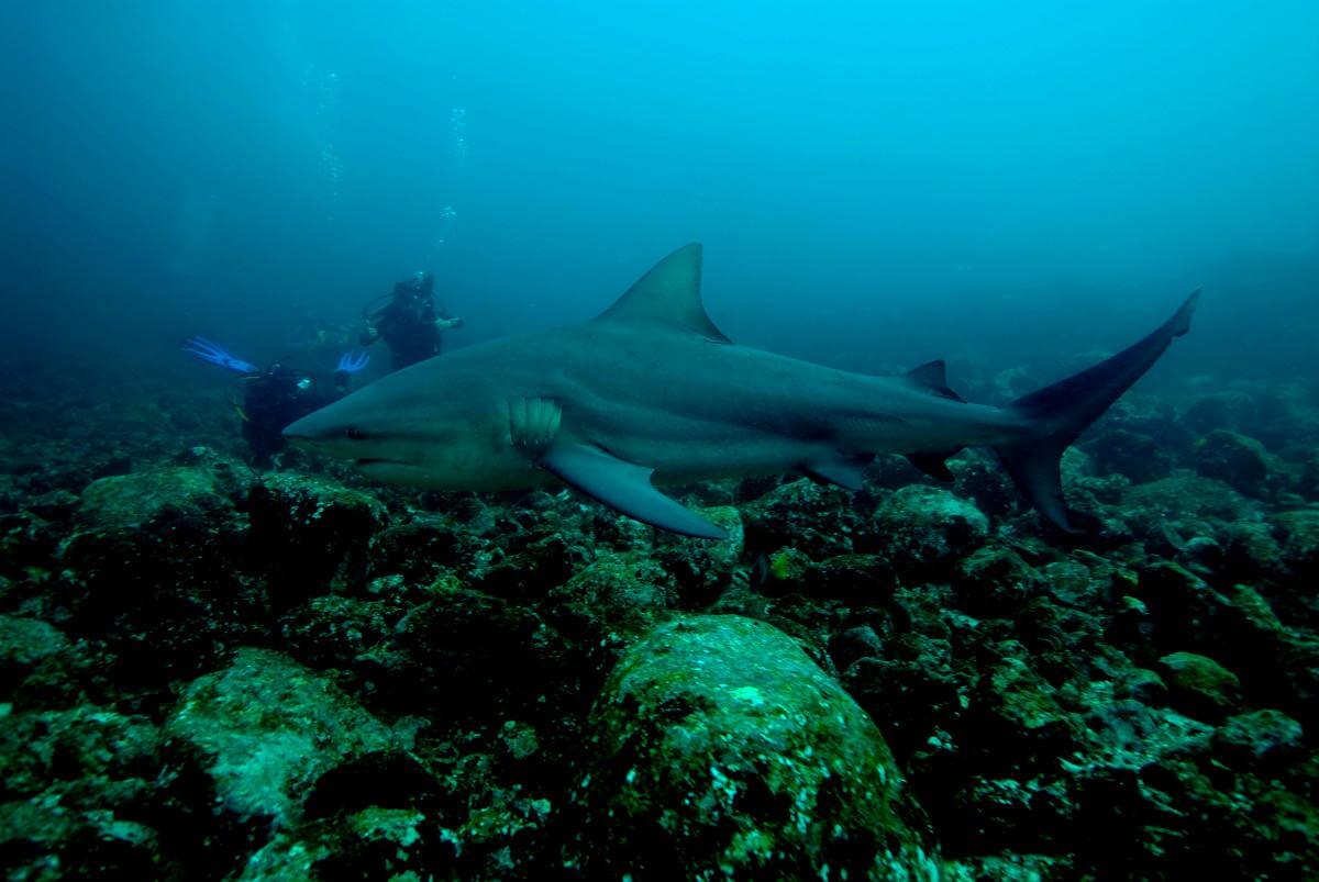 Bull Sharks at Big Scare Playa Del Coco Costa Rica