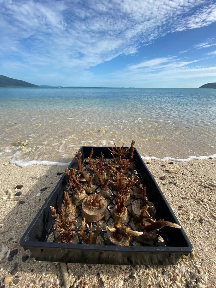 Tourism operators help plant 1000 corals