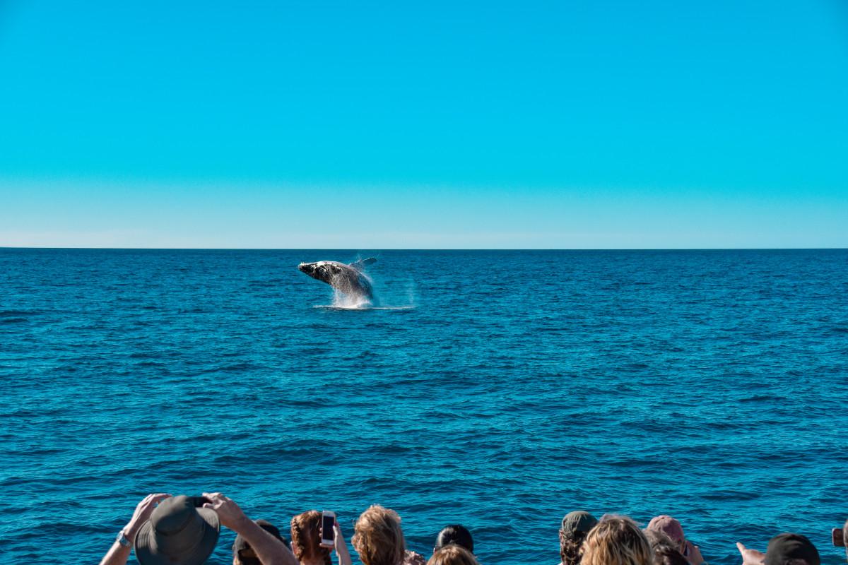 Spectacular 2020 Whale Watching Season