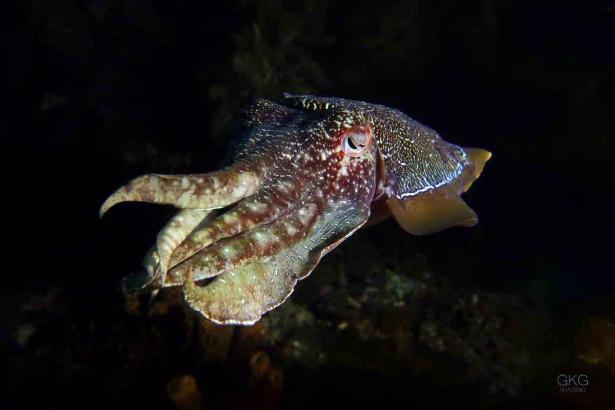 Protecting the Giant Cuttlefish