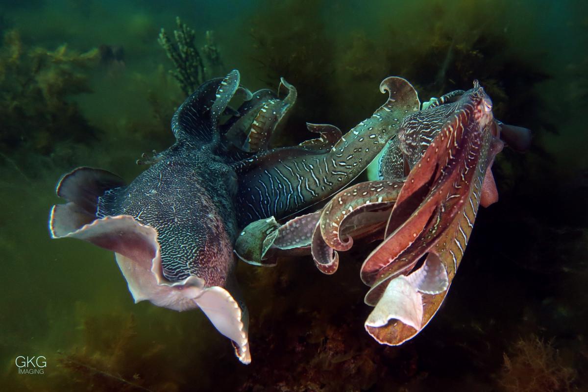 Protecting the Giant Cuttlefish