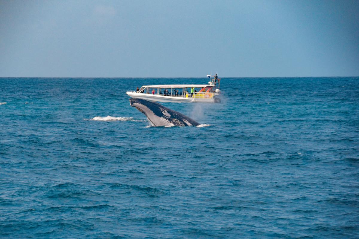 Spectacular 2020 Whale Watching Season