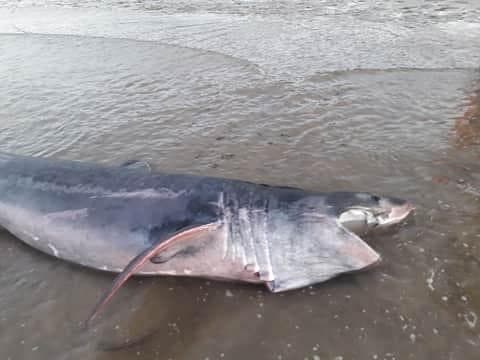 Head of Basking shark stranded alive on Filey Beach in Yorkshire