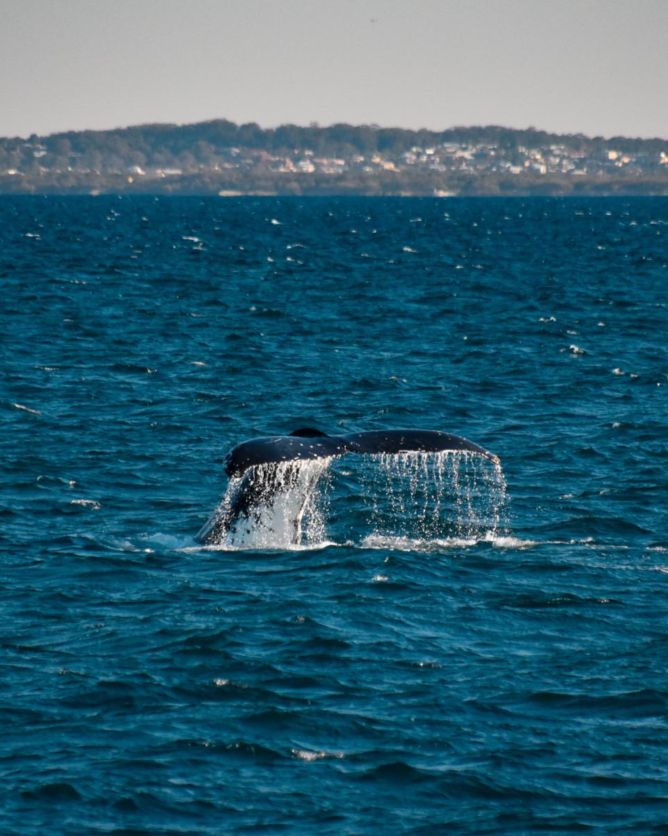 Spectacular 2020 Whale Watching Season