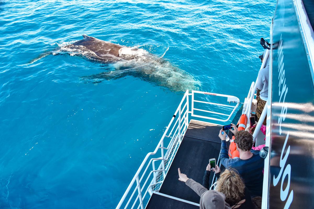 Spectacular 2020 Whale Watching Season