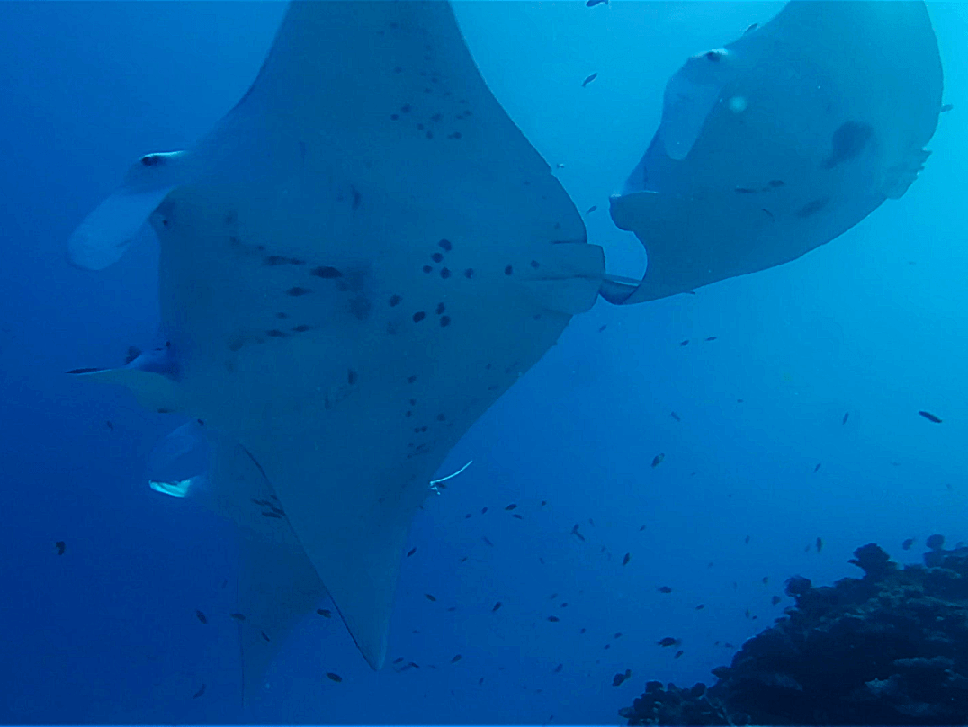 Project Manta Research 