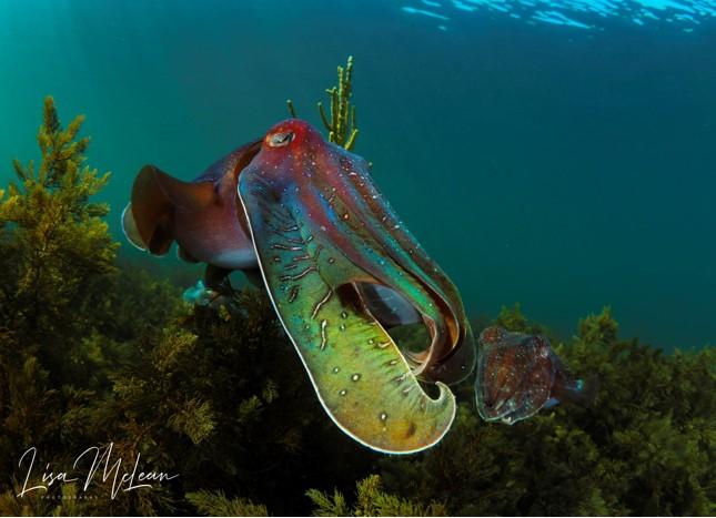 Protecting the Giant Cuttlefish