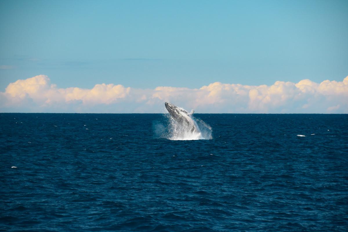 Spectacular 2020 Whale Watching Season