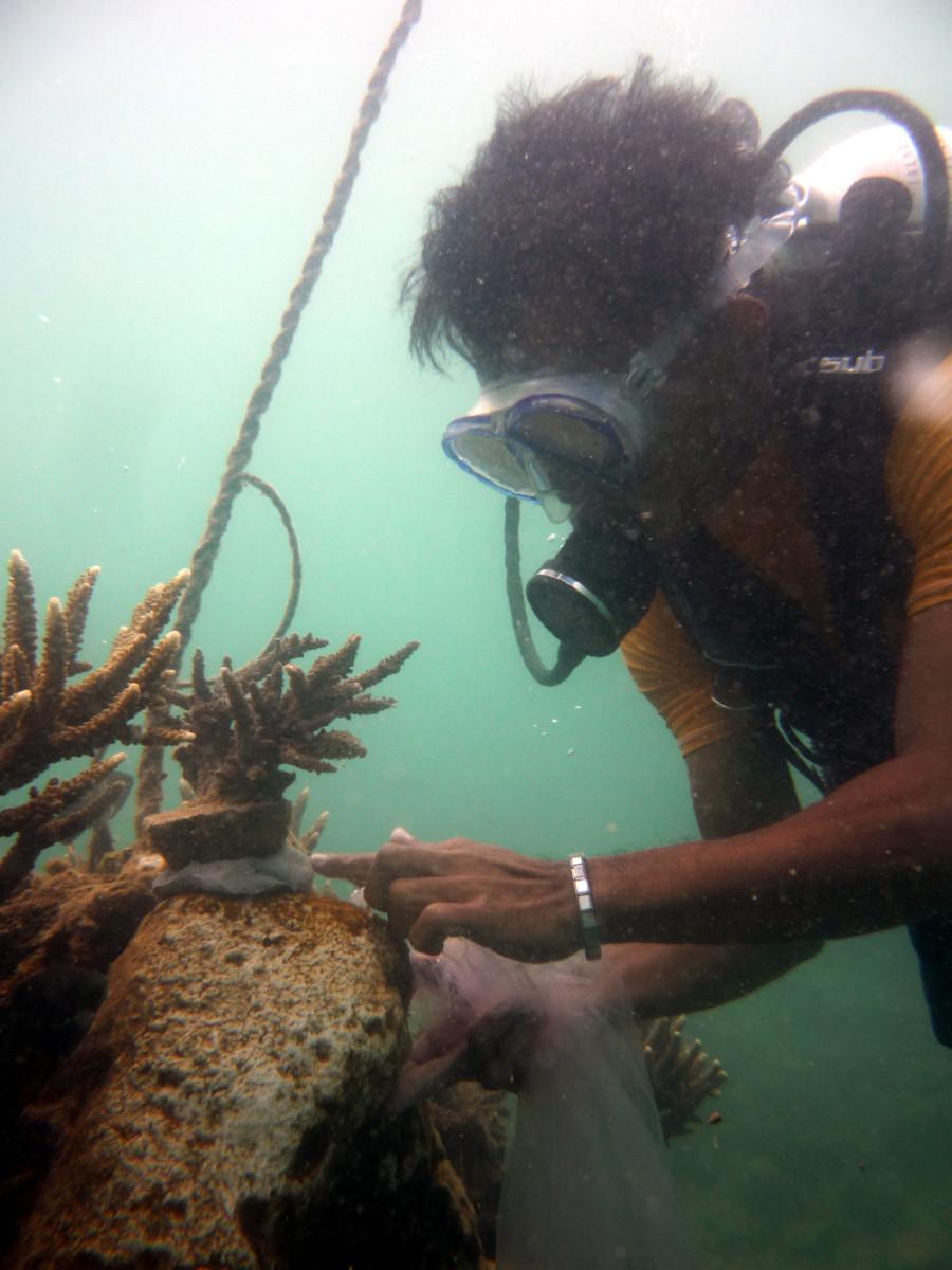 Borneo's Marine Ecology Research Centre