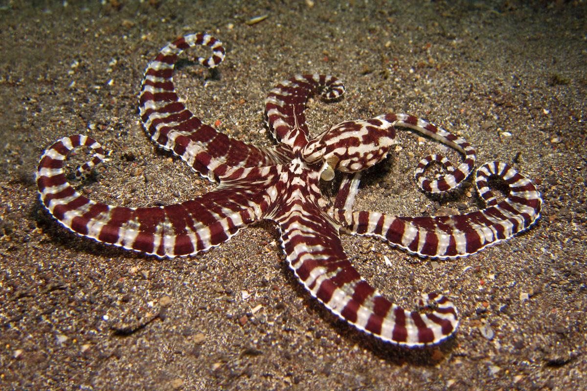 Mimic octopus