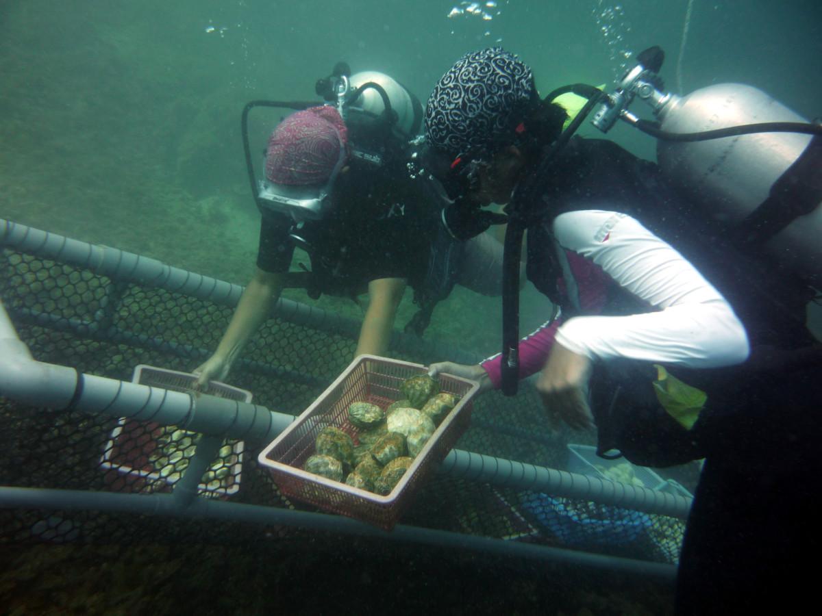 Borneo's Marine Ecology Research Centre