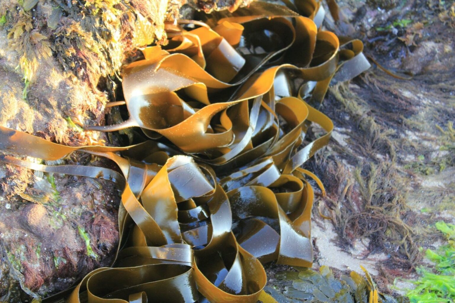 kelp