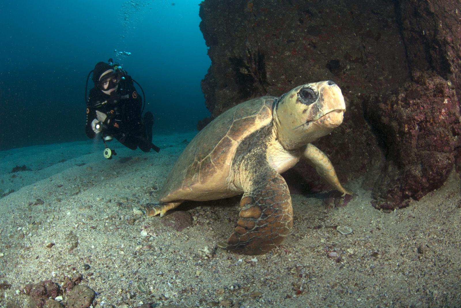 A Guide to Some of Australia's Best Dive Sites