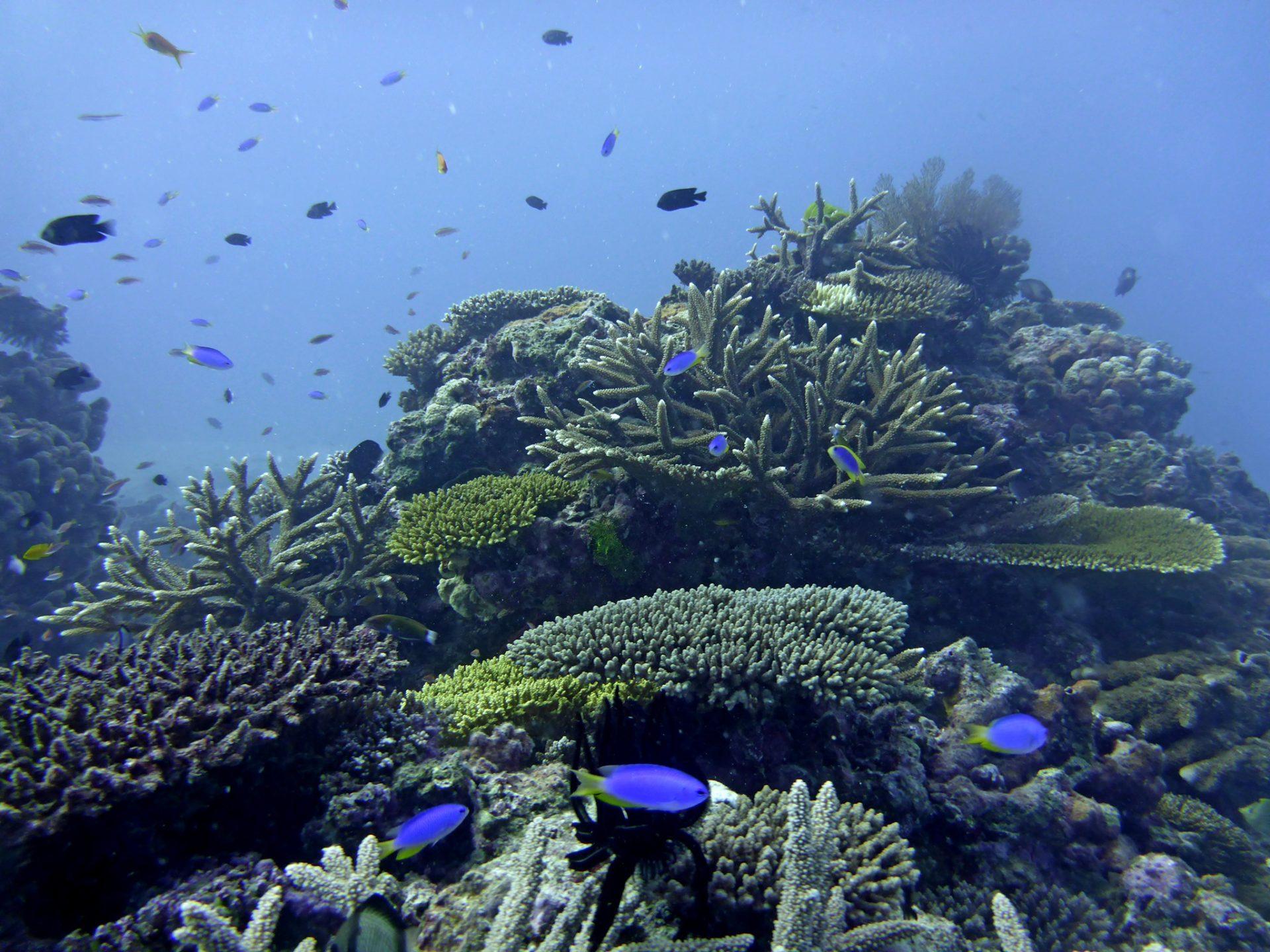 Leaf to Reef Biodiversity of Lady Elliot Island