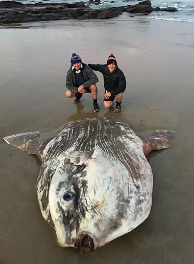 Massive 2 Meter Sunfish Washes Ashore