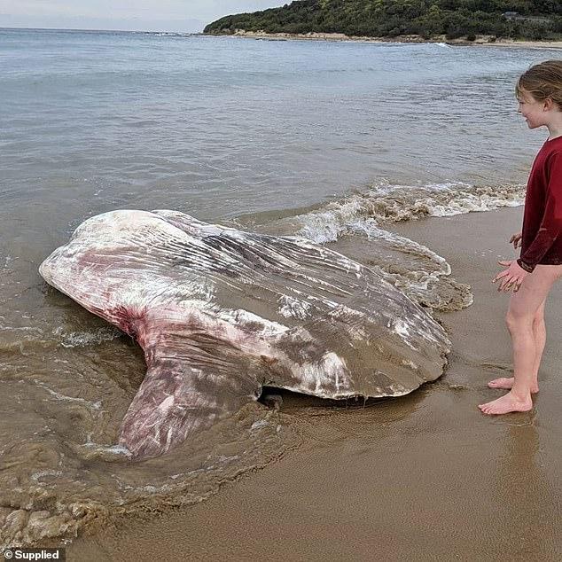 Massive 2 Meter Sunfish Washes Ashore