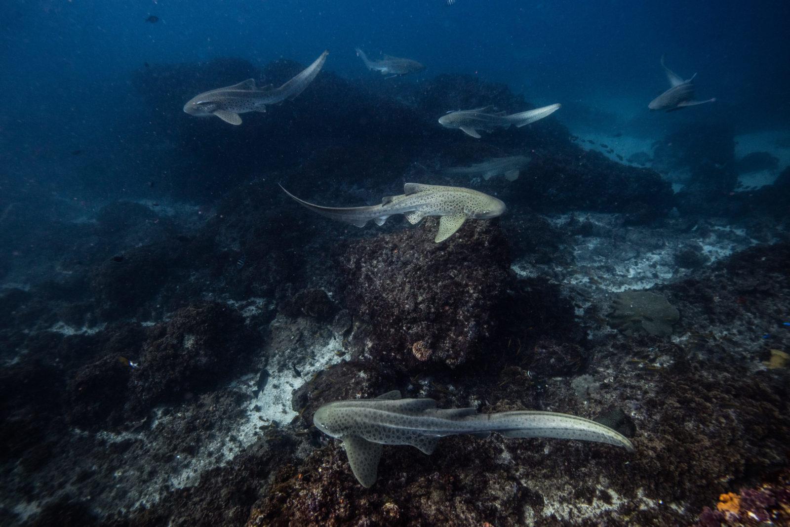 A Guide to Some of Australia's Best Dive Sites