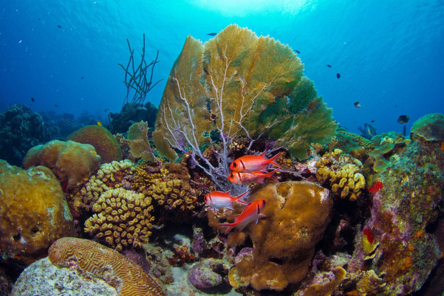 Bonaire Coral reef