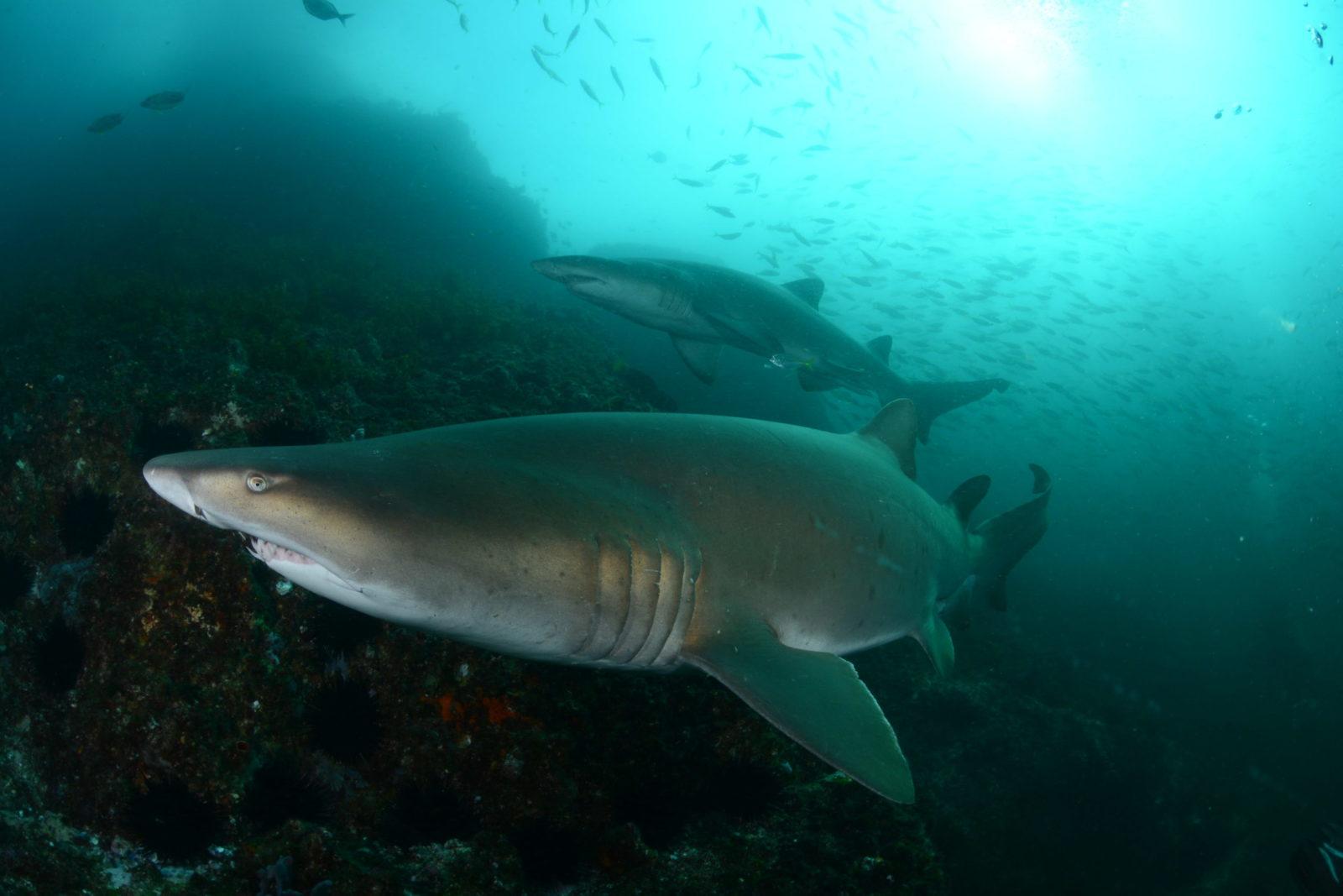 A Guide to Some of Australia's Best Dive Sites