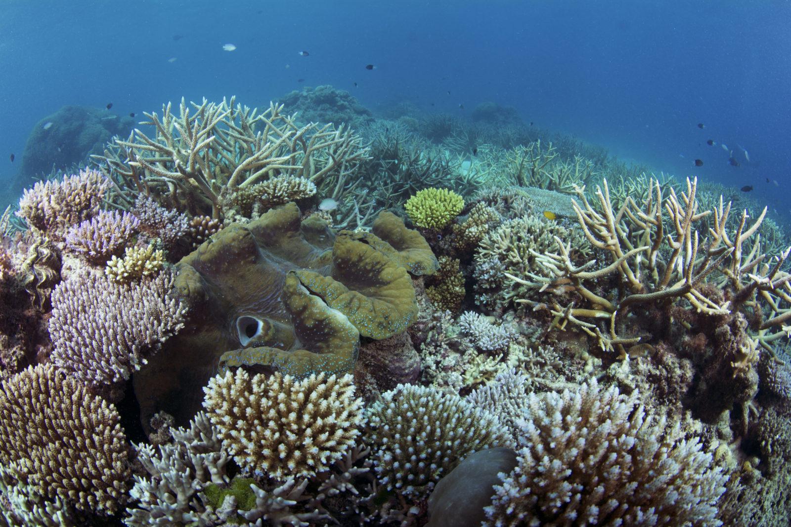 Guide to Australia's Best Scuba Dive Sites 3 A Guide to Some of Australia's Best Dive Sites