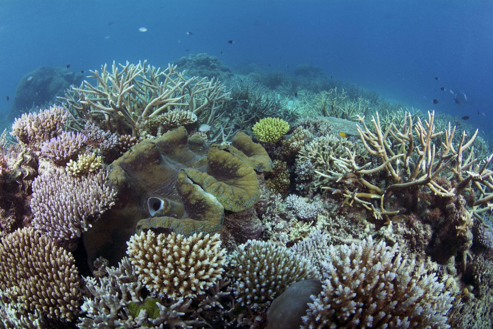 A Guide to Some of Australia's Best Dive Sites