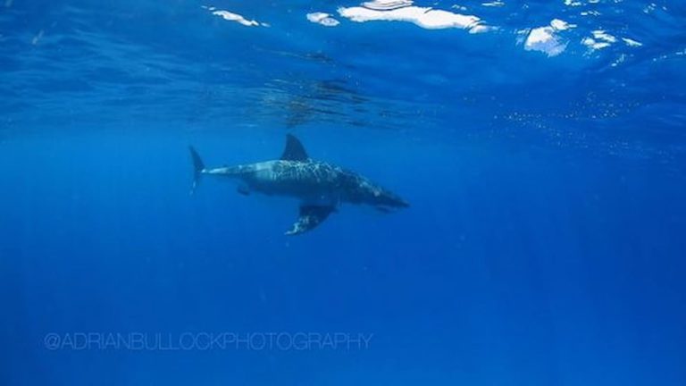 Great White Shark Close Encounter
