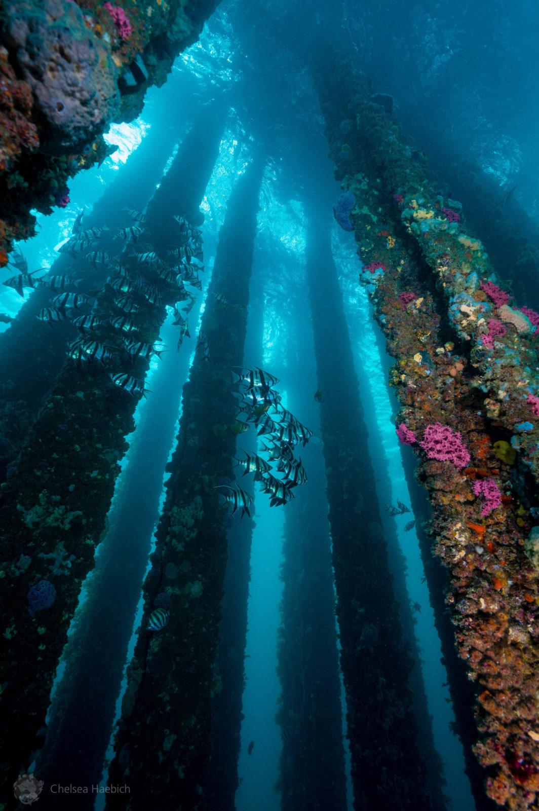 The Underwater Tour Awards 2020 Winners Announced 3 The Underwater Tour Awards 2020 Winners Announced