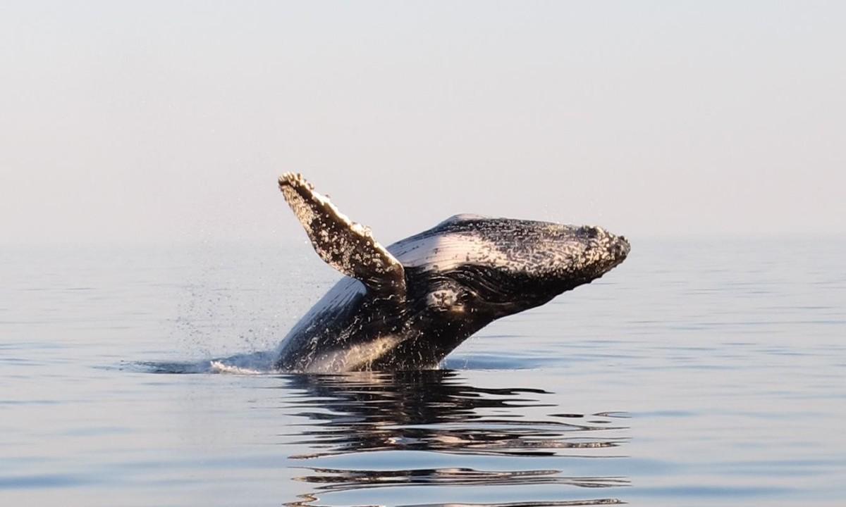 Woman Injured in Humpback Whale Encounter
