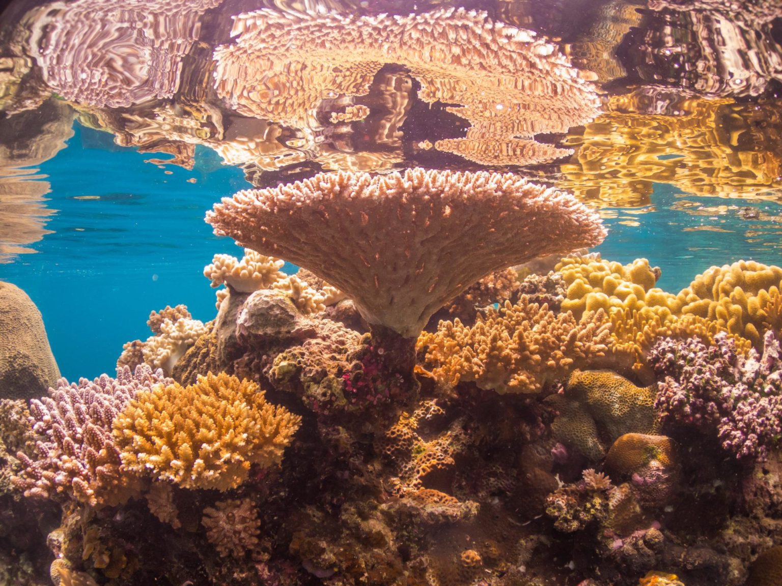 Innovative eLearning Coral Reef Ecology Course