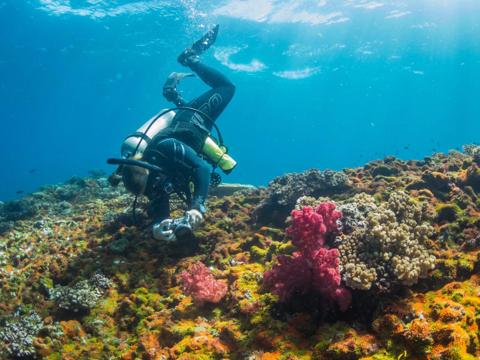 Coral Reef Ecology Course 1