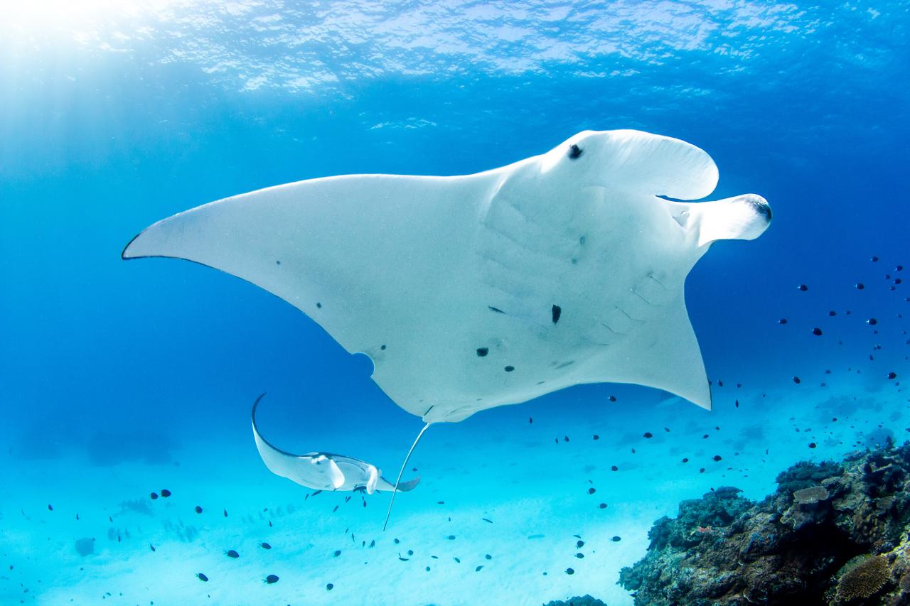 Manta Rays