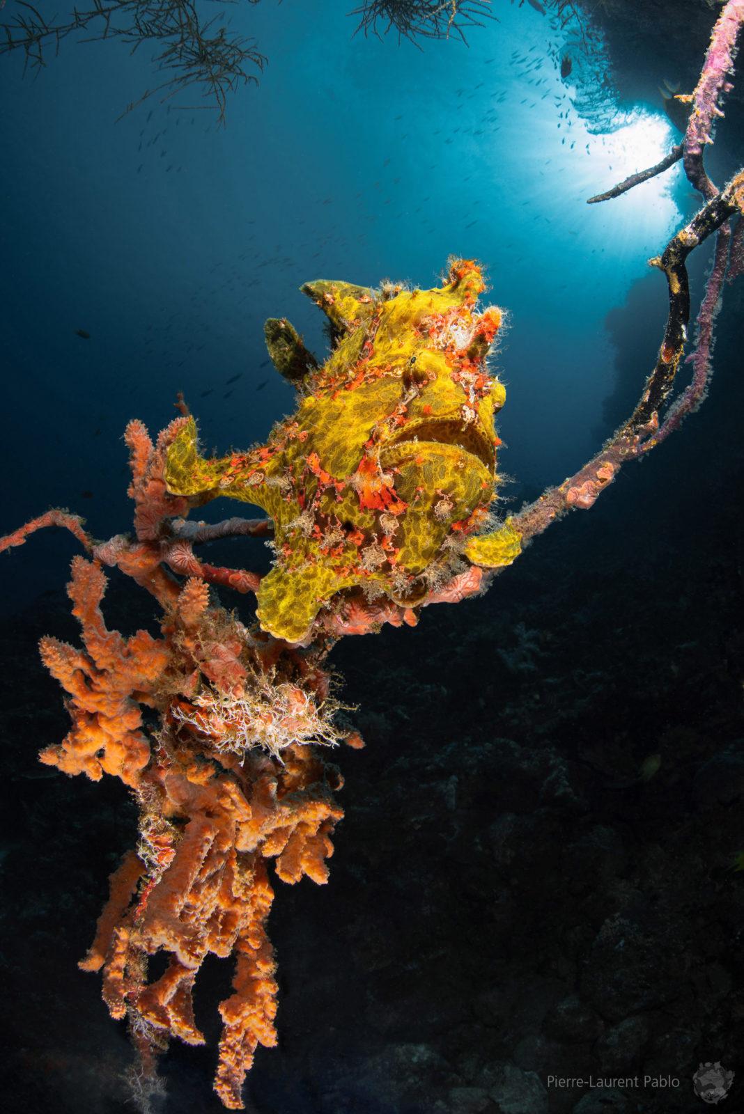 The Underwater Tour Awards 2020 Winners Announced 11 The Underwater Tour Awards 2020 Winners Announced