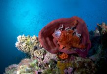 australia coral reef