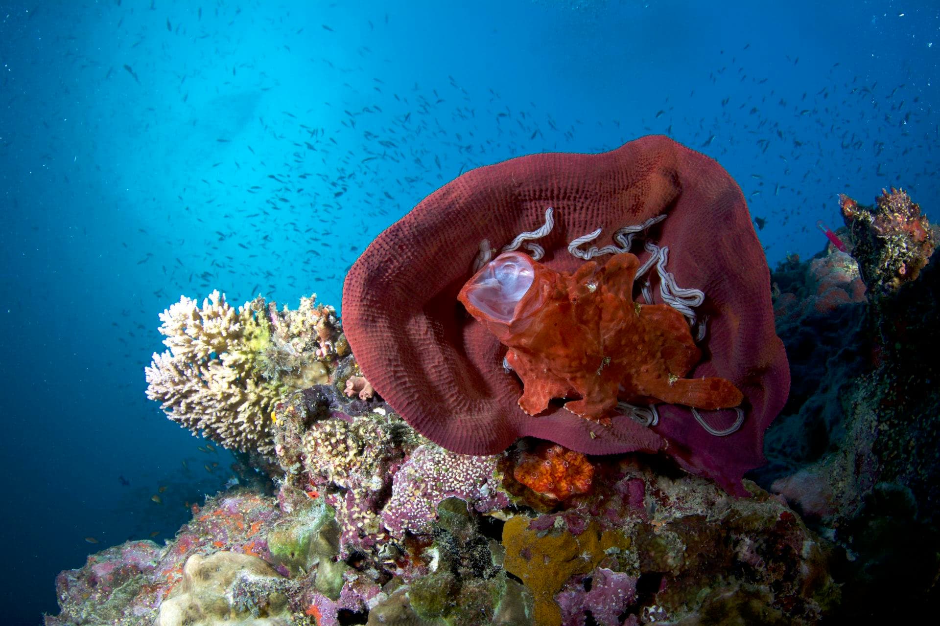 australia coral reef