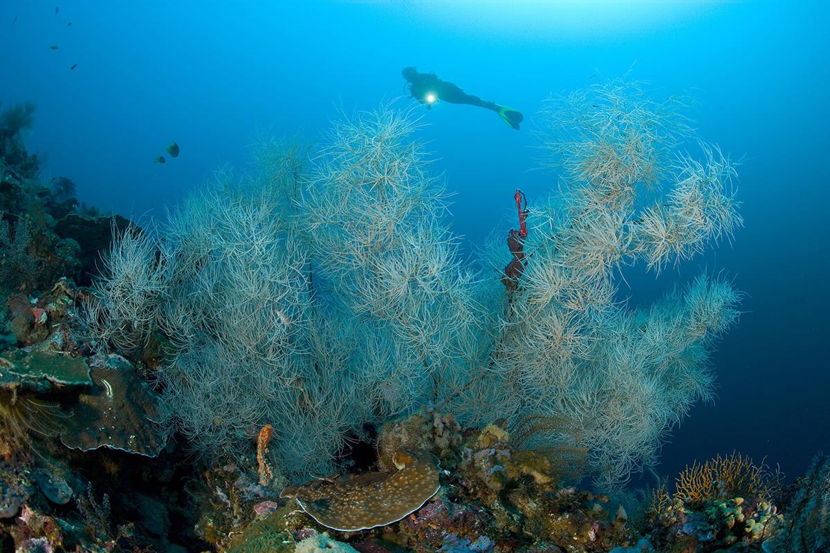 diver coral