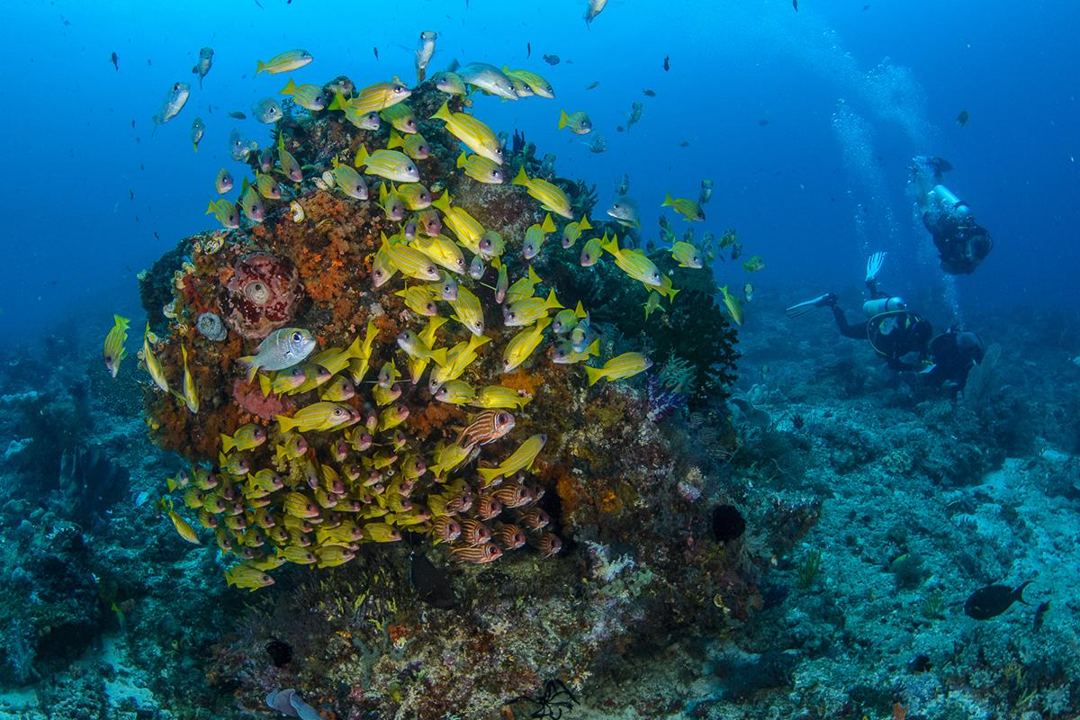 7 Fascinating Facts About Raja Ampat 6 7 Fascinating Facts About Raja Ampat