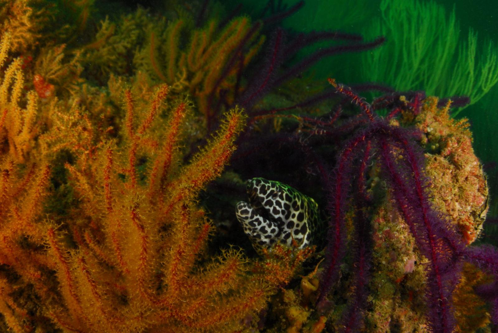 Magical Muscat Oman Scuba Diving at its Best 1 Magical Muscat Oman Diving at its Best