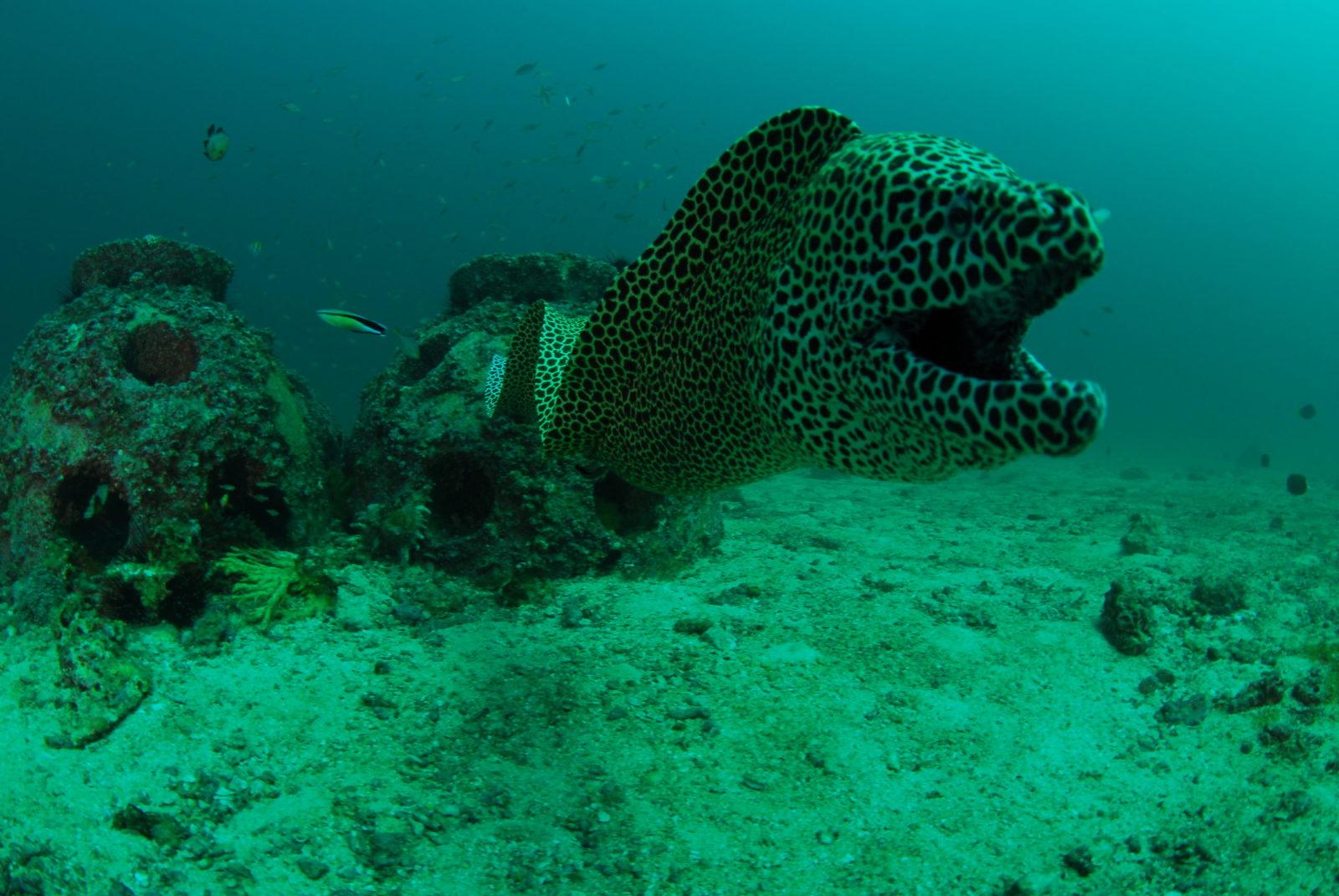 Magical Muscat Oman Scuba Diving at its Best 7 Magical Muscat Oman Diving at its Best