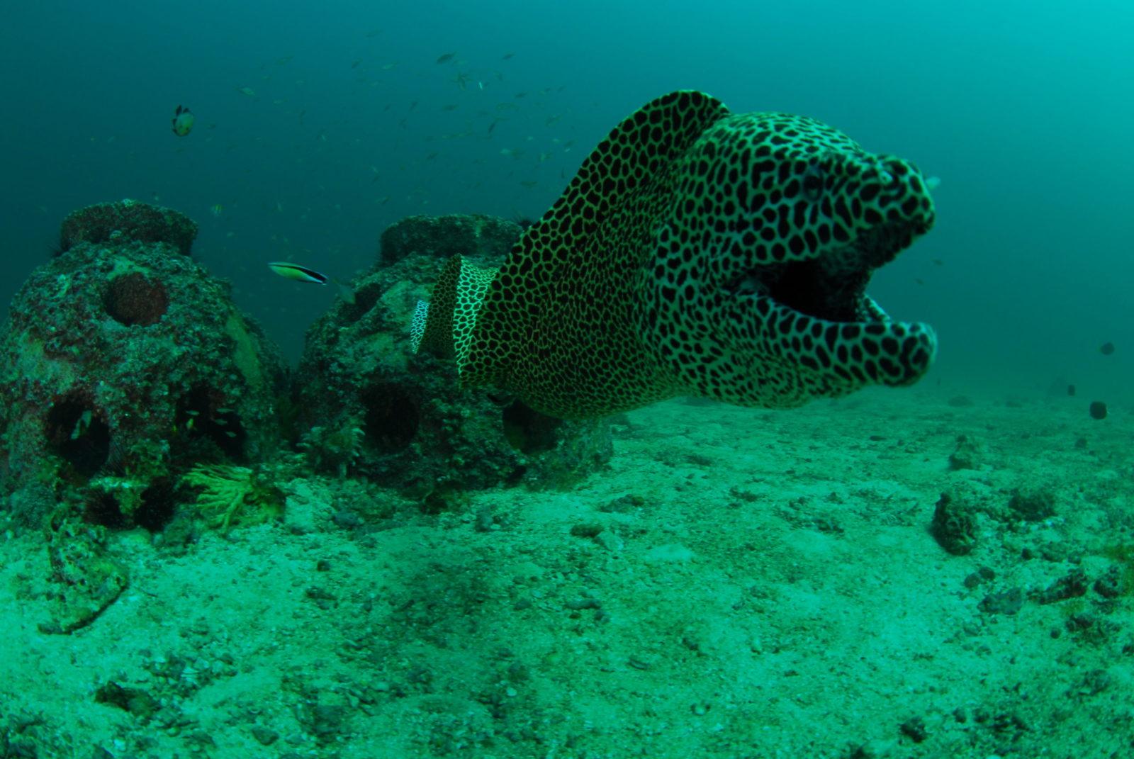 Magical Muscat Oman Diving at its Best 