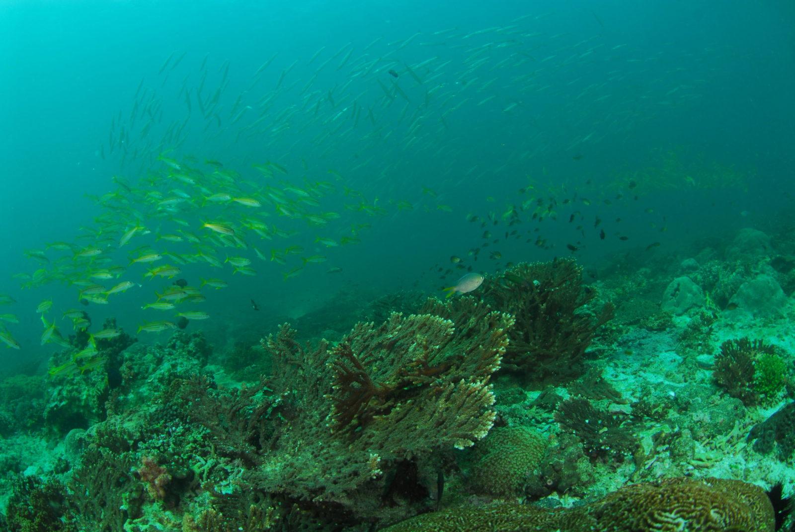 Magical Muscat Oman Diving at its Best 