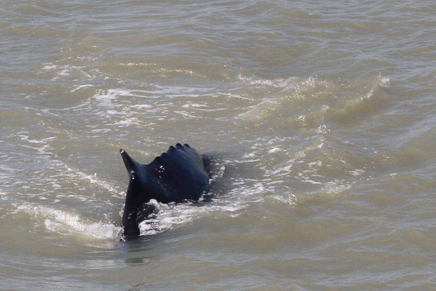 Humpback Whale Lost in the Kakadu National Park