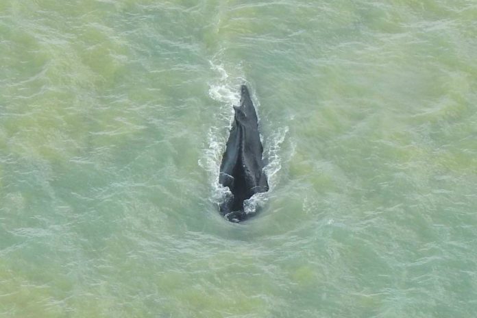 Lost Humpback Whale Escapes Crocodile Infested River
